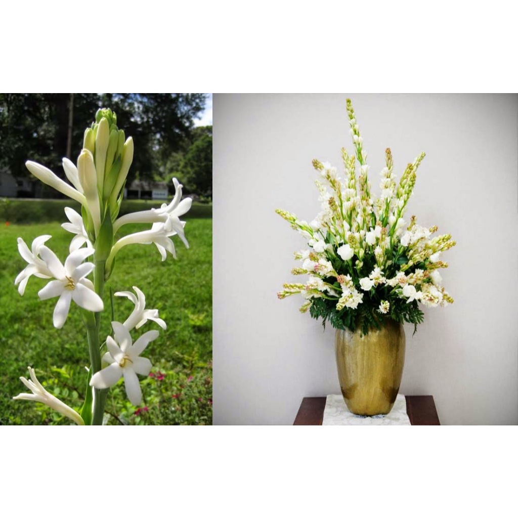 PROMO BIBIT BUNGA SEDAP MALAM WANGI