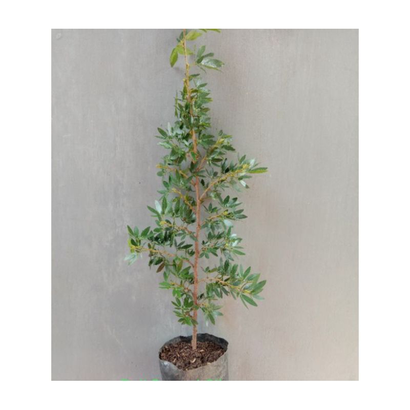 Bibit Bonsai Kaliandra Suliramaja/Surinamensis (Bisa COD)