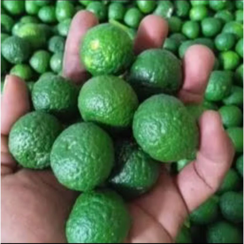 

Jeruk Limo/Limau Segar Fresh 1Kg Murah