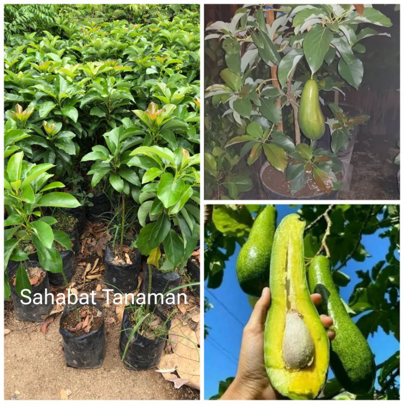 Bibit Alpukat Kelud / Subang Okulasi jumbo