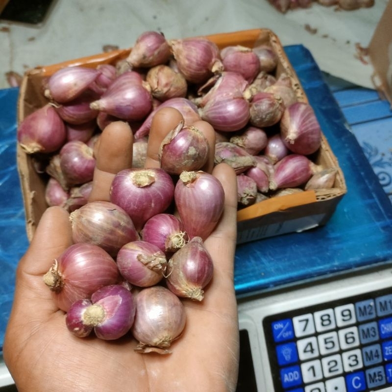 

bawang merah SEDANG nganjuk
