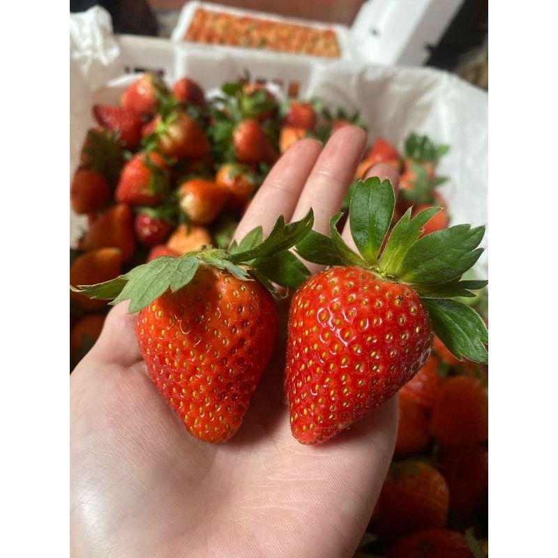 

STRAWBERRY GRADE A 1KG