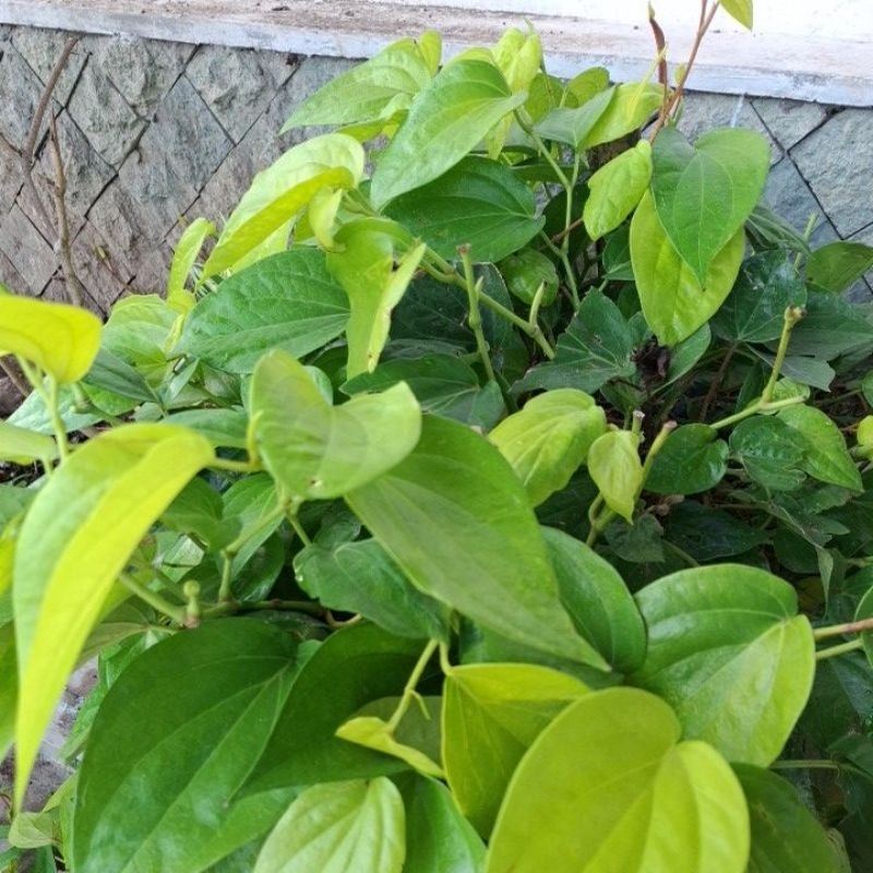 

Daun sirih fresh dapat 25 lembar / daun sirih fresh