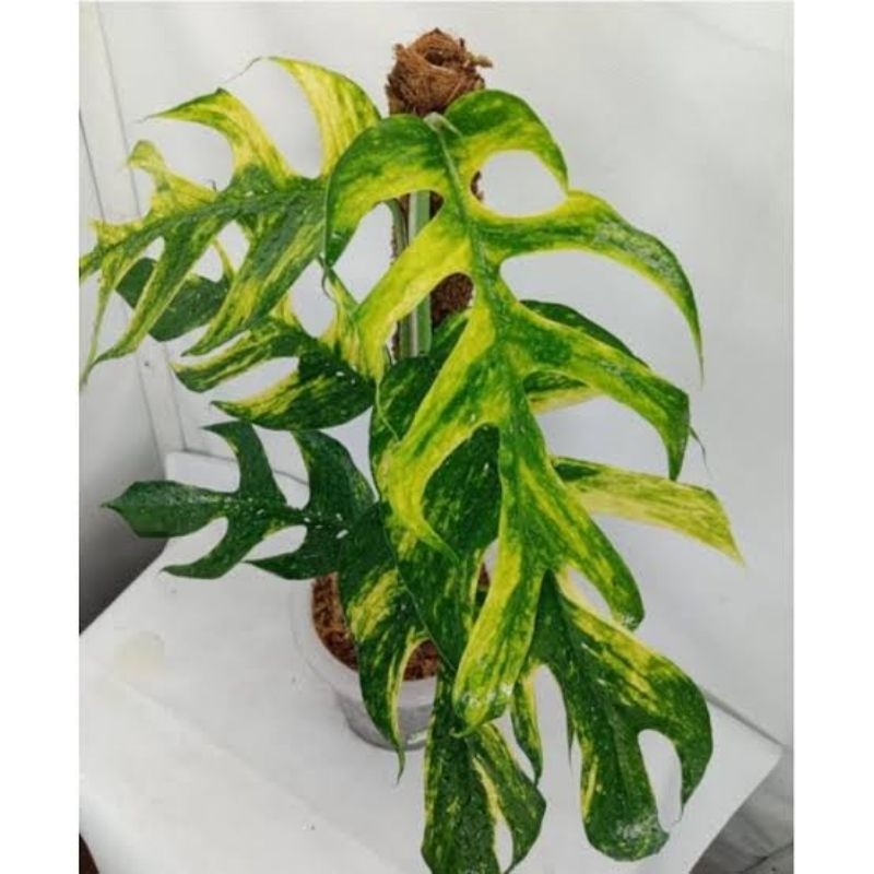 epipremnum kujang