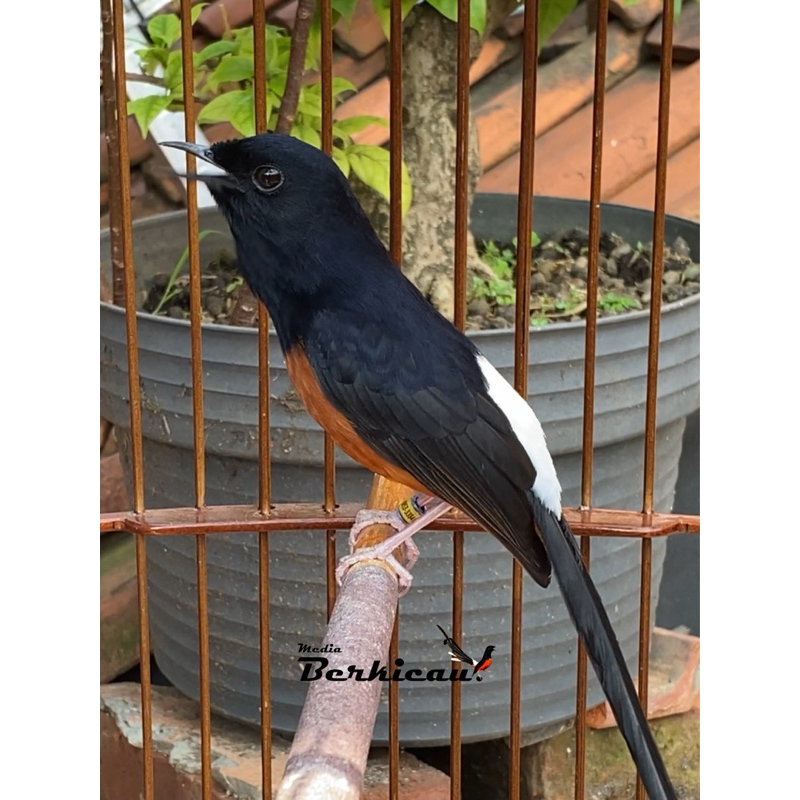 MURAI BATU PASTOL GACOR PRESTASI BARU LATBER