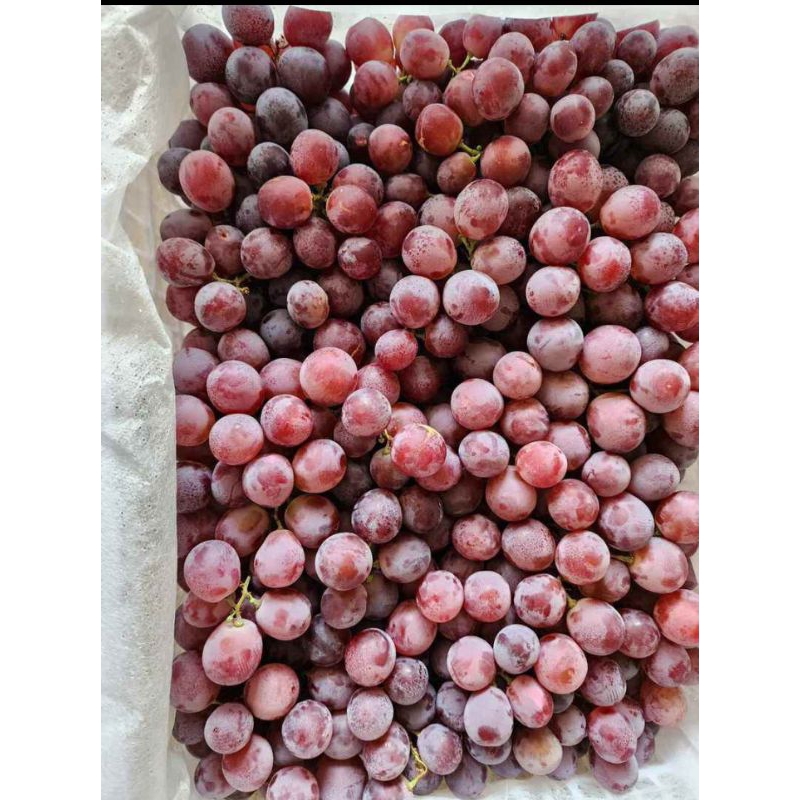

buah anggur red globe 1kg