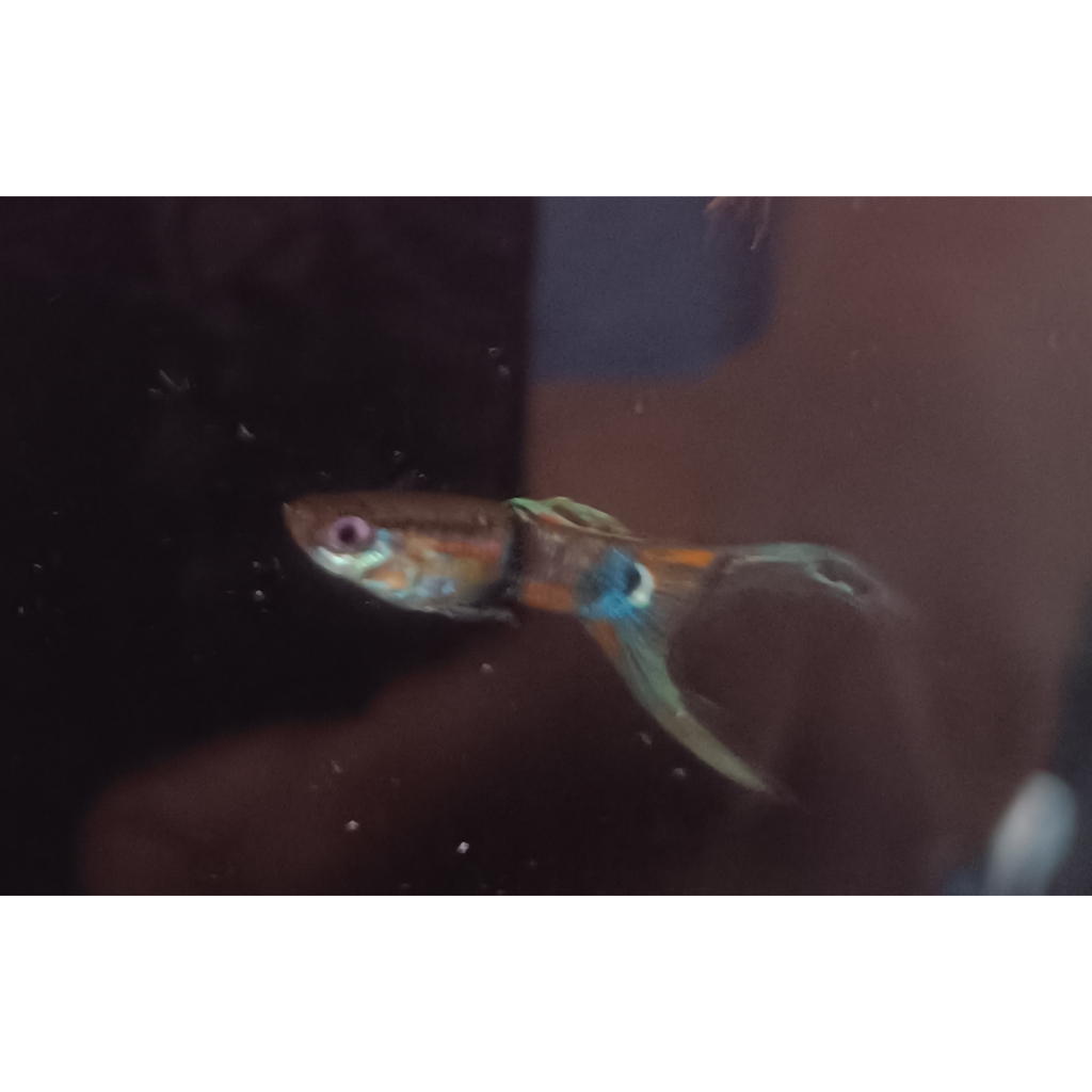 Pair/sepasang Endlers Guppy Double Sword Tail