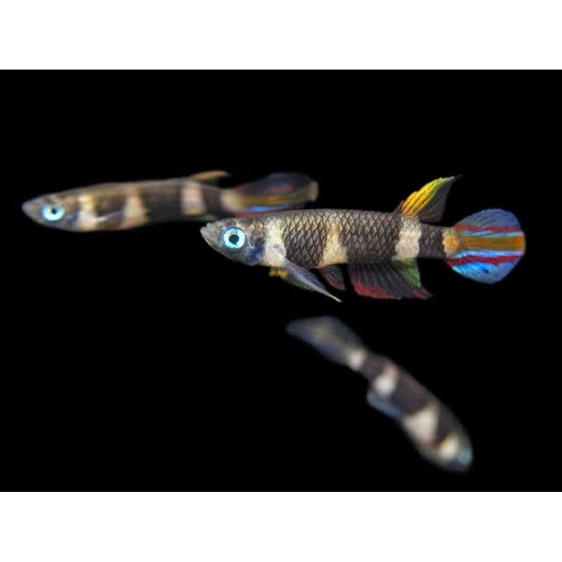 Clown Killifish Rocket Killifish Epiplatys annulatus