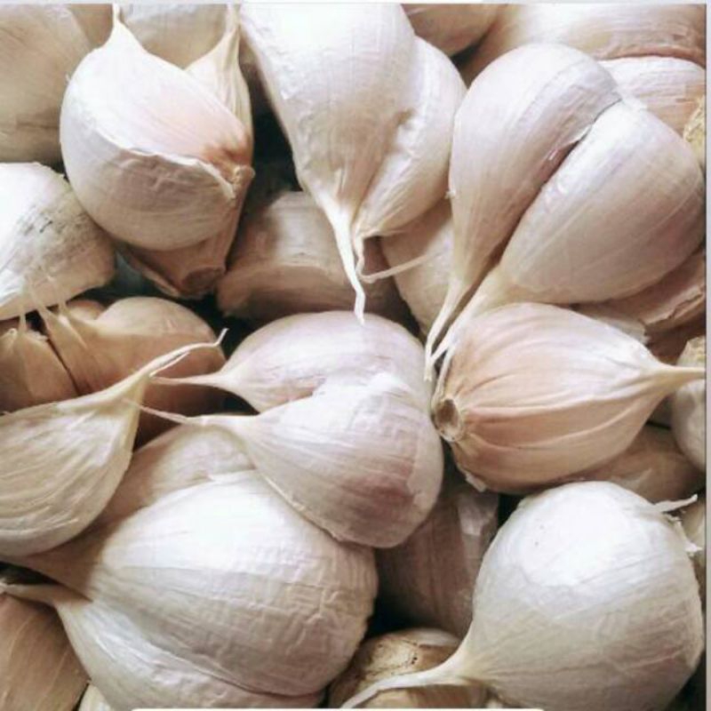 

Bawang putih kating