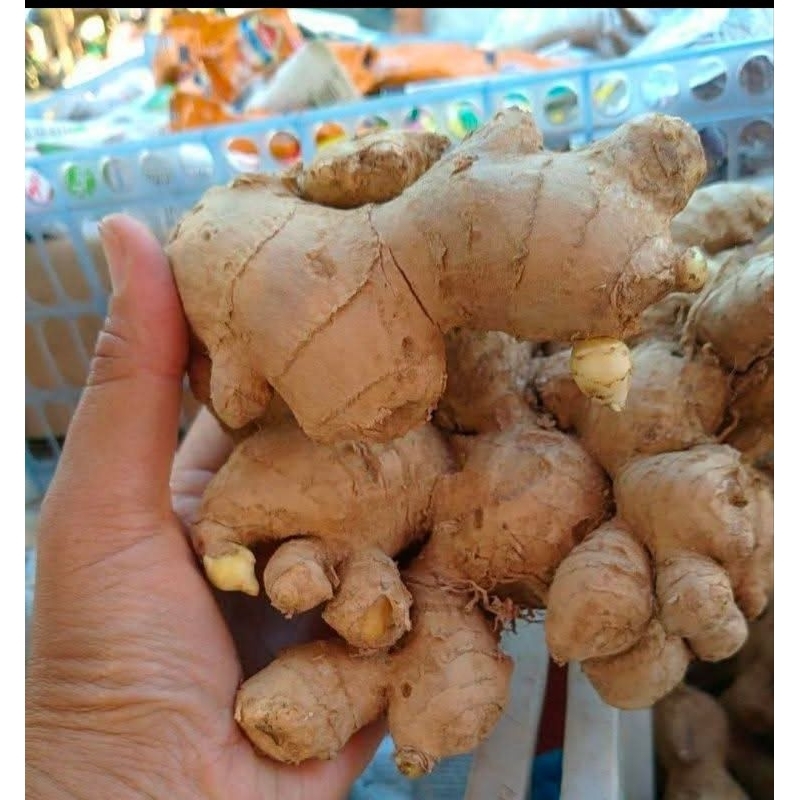 

JAHE EPRIT SUPER PEDAS ASLI LERENG WILIS BELUM DI CUCI 500 GRAM