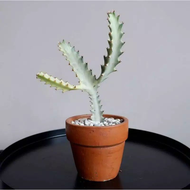 Kaktus Tulang Naga Putih (Euphorbia Lactea) , Tanaman Hias Kaktus Tulang Naga Putih