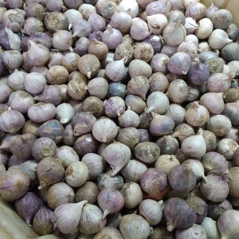 

bawang putih tunggal bawang lanang uk 100g+
