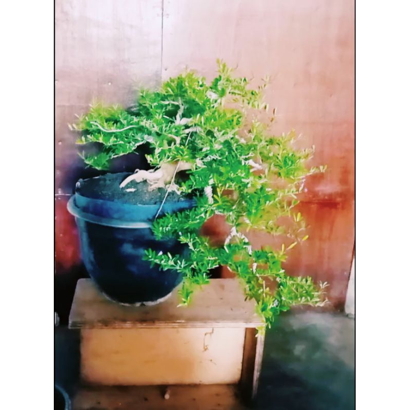 BONSAI  saeng simbur  vietnam