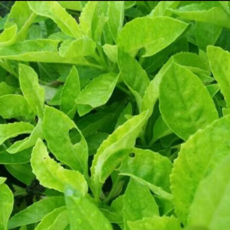 

daun sambung nyawa herbal alami/daun Afrika berkualitas 100 lembar