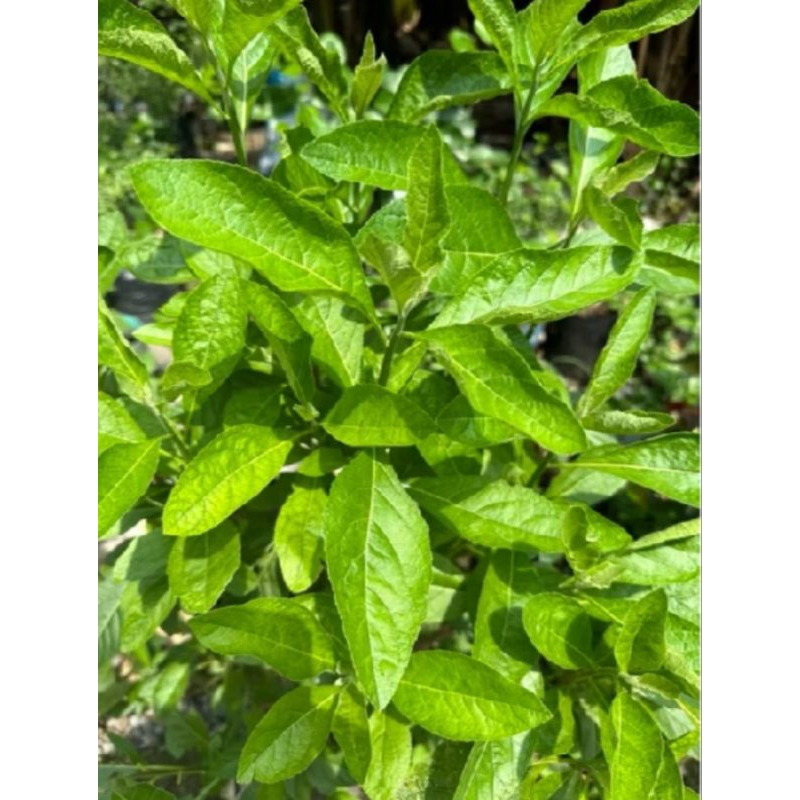 

terbaik daun sambung nyawa herbal alami/ daun Afrika 1 kg
