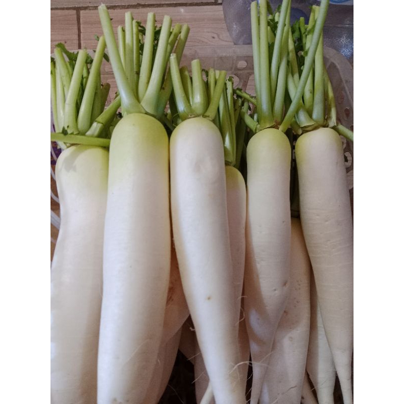 

Lobak Putih Fresh 2kg - Kaya Akan Manfaat