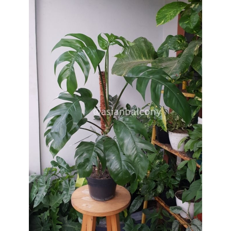 Ekor Naga | Tanaman hidup hias aroid di pot rumah