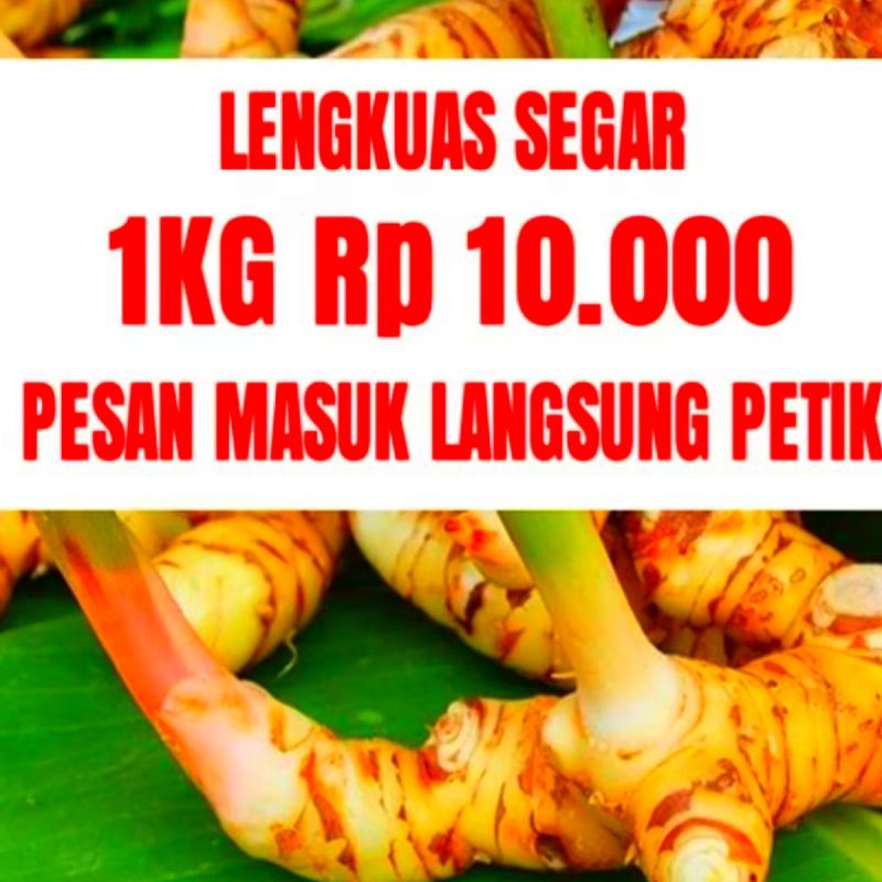 

LENGKUAS/LAOS SEGAR MURAH