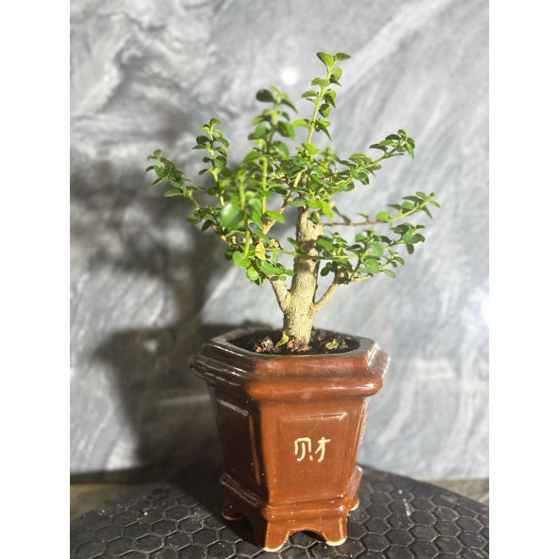 SANCANG MAME POT KERAMIK