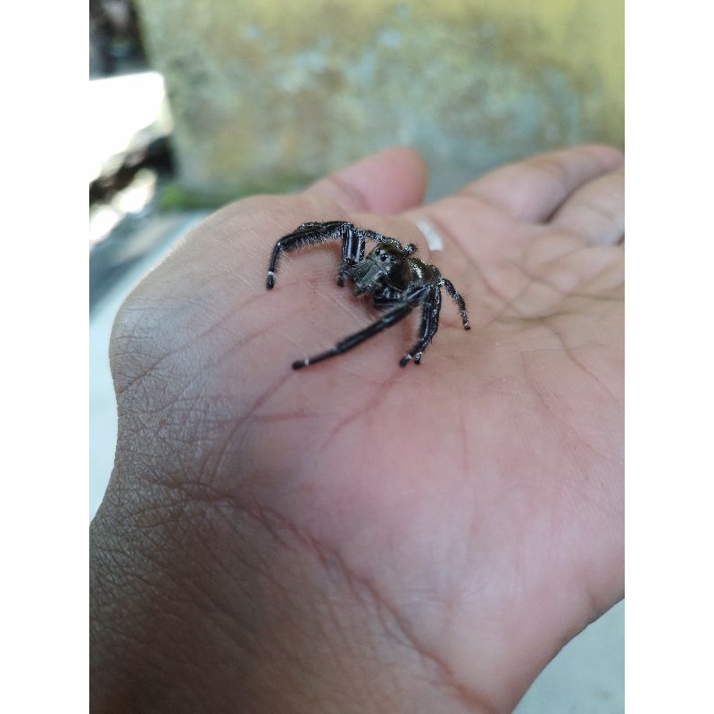 Jumping spider male Hyllus diardi