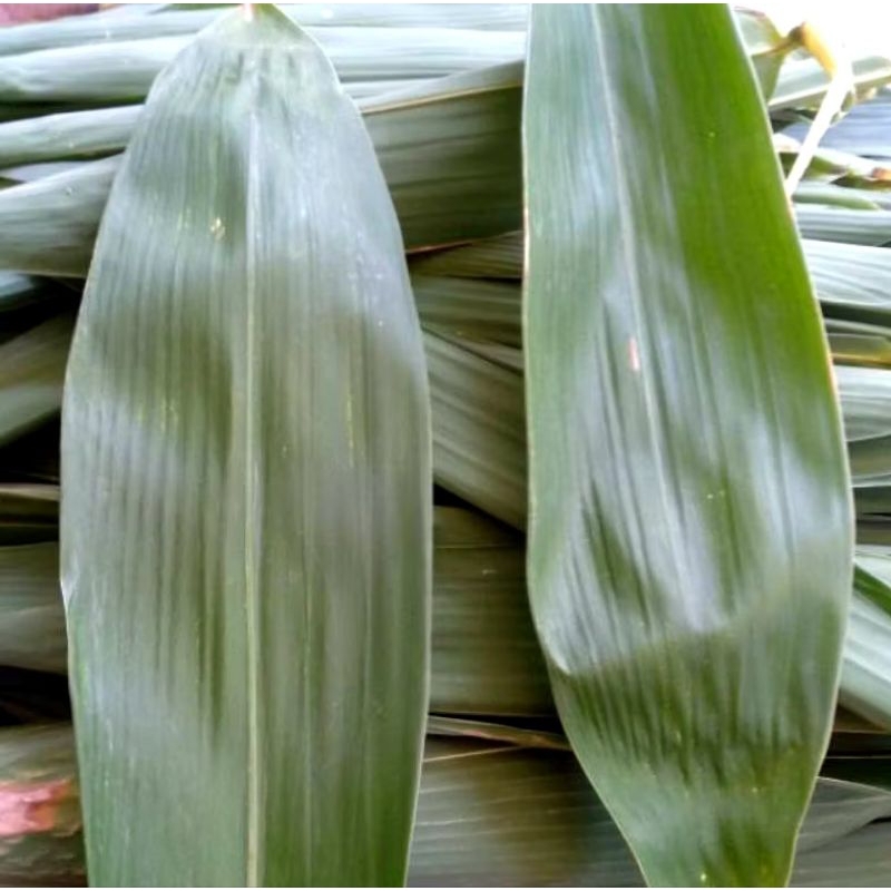

termurah daun bambu bungkus bakcang per 50 lembar