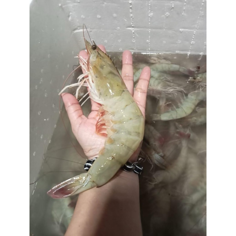 

Udang Vaname Jumbo isi 15ekor