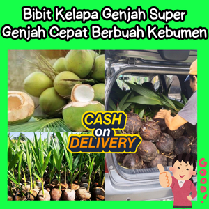 TERBAIK  Bibit Kelapa Genjah Entok Jumbo Hidup