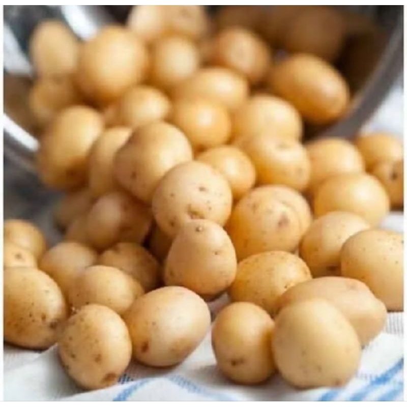 

kentang kecil