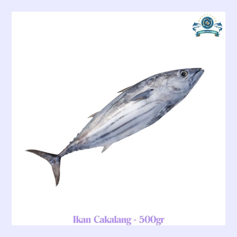 

Frozen Ikan Cakalang 500gram (1-2 pcs per pack)