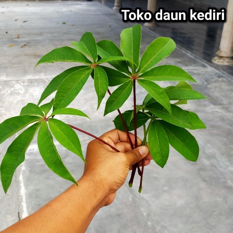 

Daun herbal randu fress 100 lembar pilihan