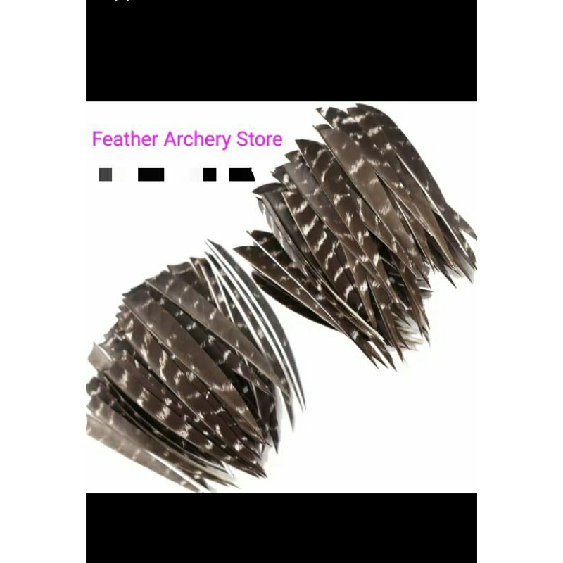 VANES BULU LURIK KALKUN