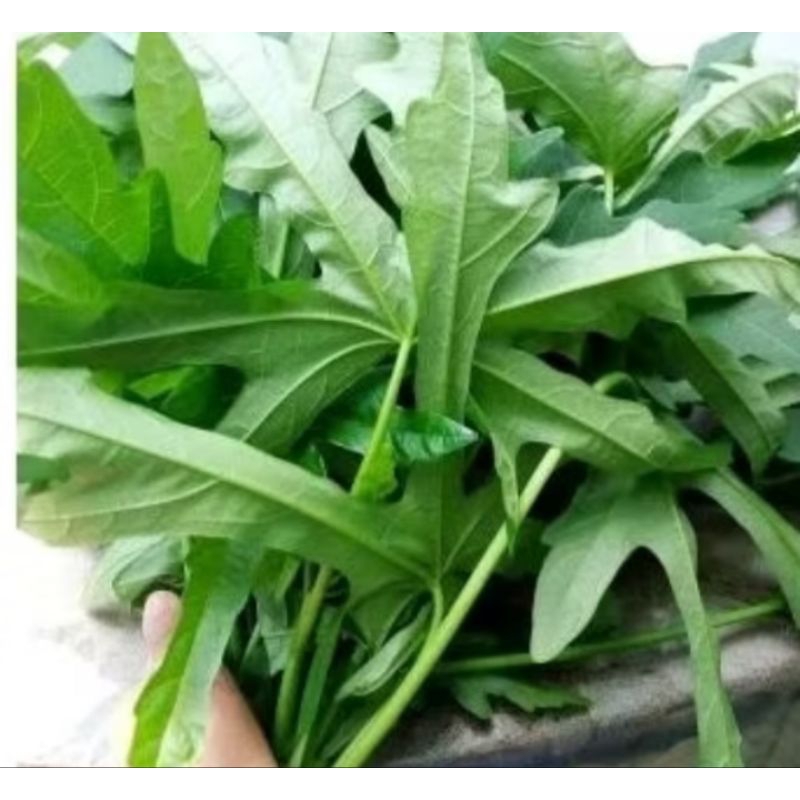 

daun gedi mustajab/Kalingsir /100 lembar