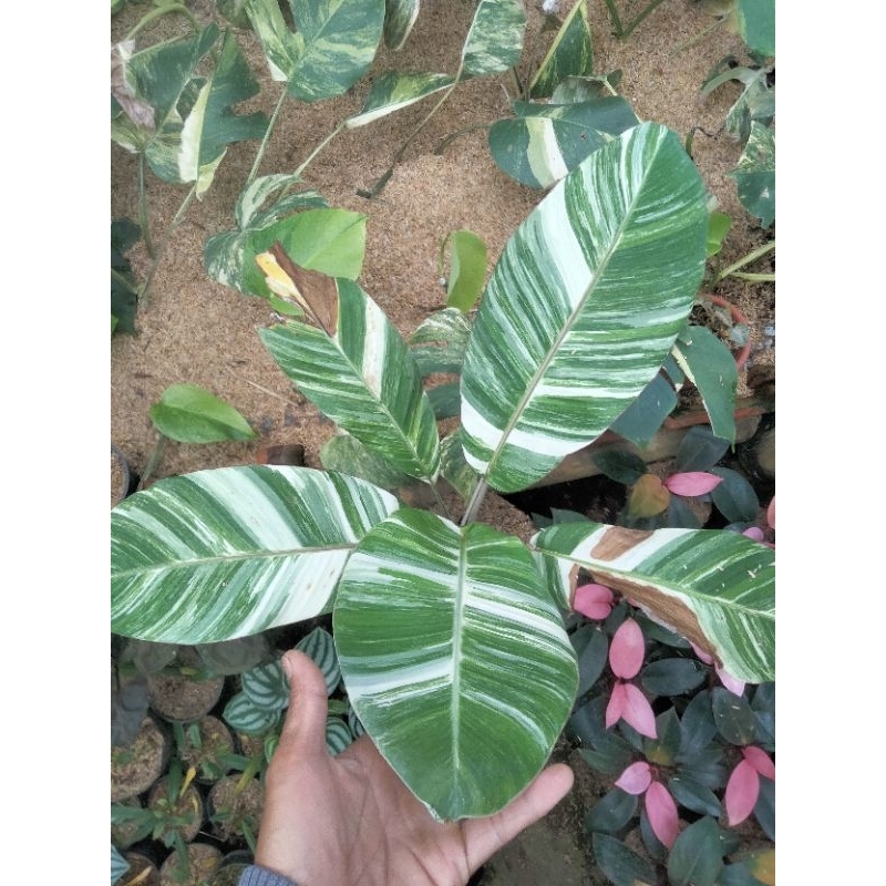 Tanaman Hias Pisang Varigata parigata putih