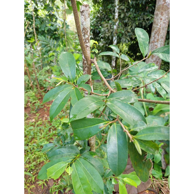 

100 Lembar Daun Sirsak untuk mengobati asam urat/panas/dll.