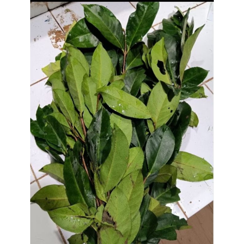 

daun salam fresh segar 1 ikat 200-250grm