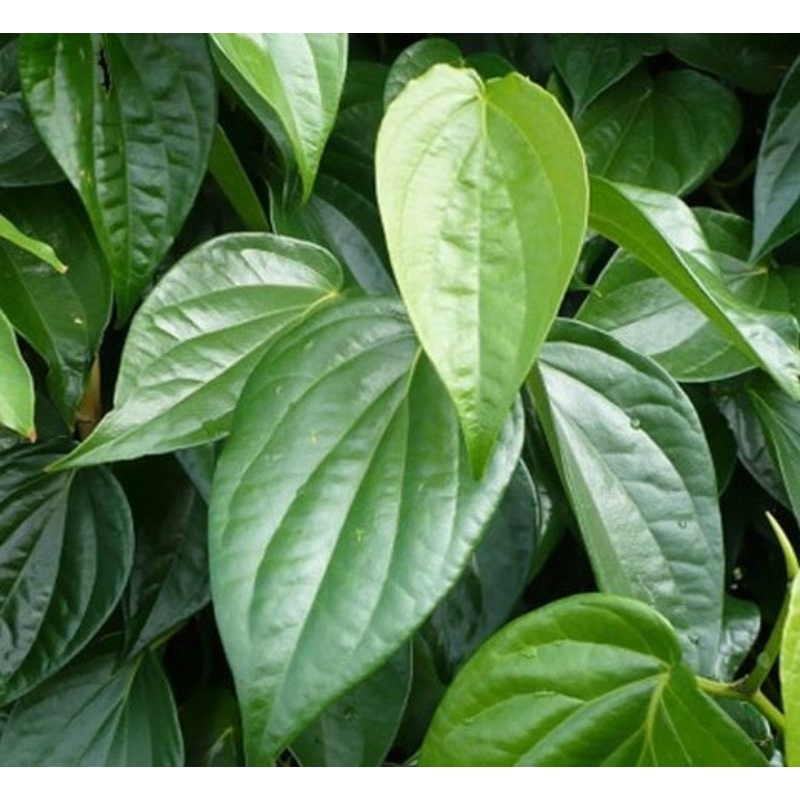 

daun sirih asli segar berkhasiat