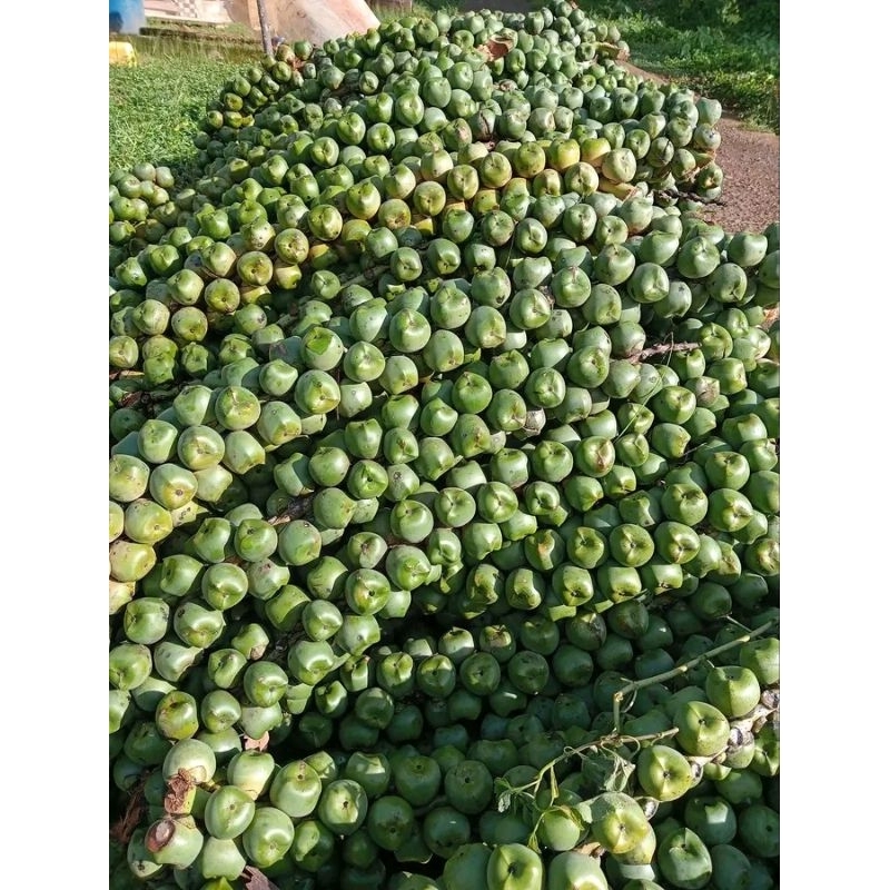 

Cangkakeng godogen cangkaleng mentah cangkaleng olahen/1kilo