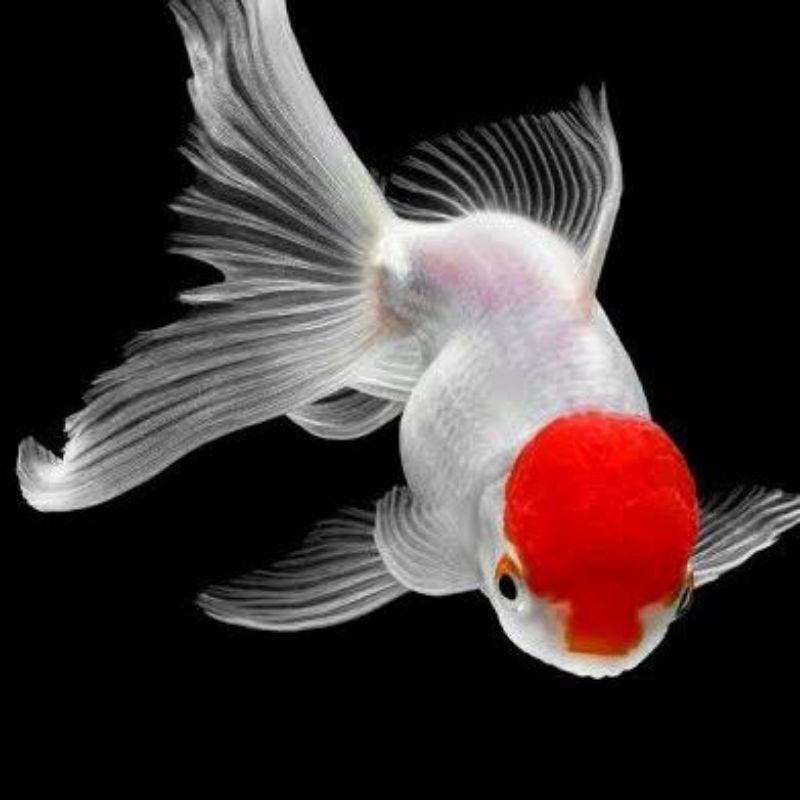 Dekorasi Hiasan Aquarium Koki Jumbo Oranda Red Cup (KHUSUS INSTAN)