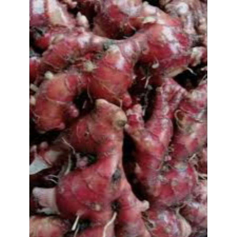 

JAHE MERAH SUPER,,HARGA PERKILO ,JAHE