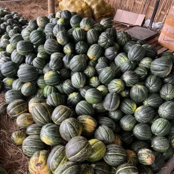 

Buah Blewah fresh Baru Petik 1 Buah Segar