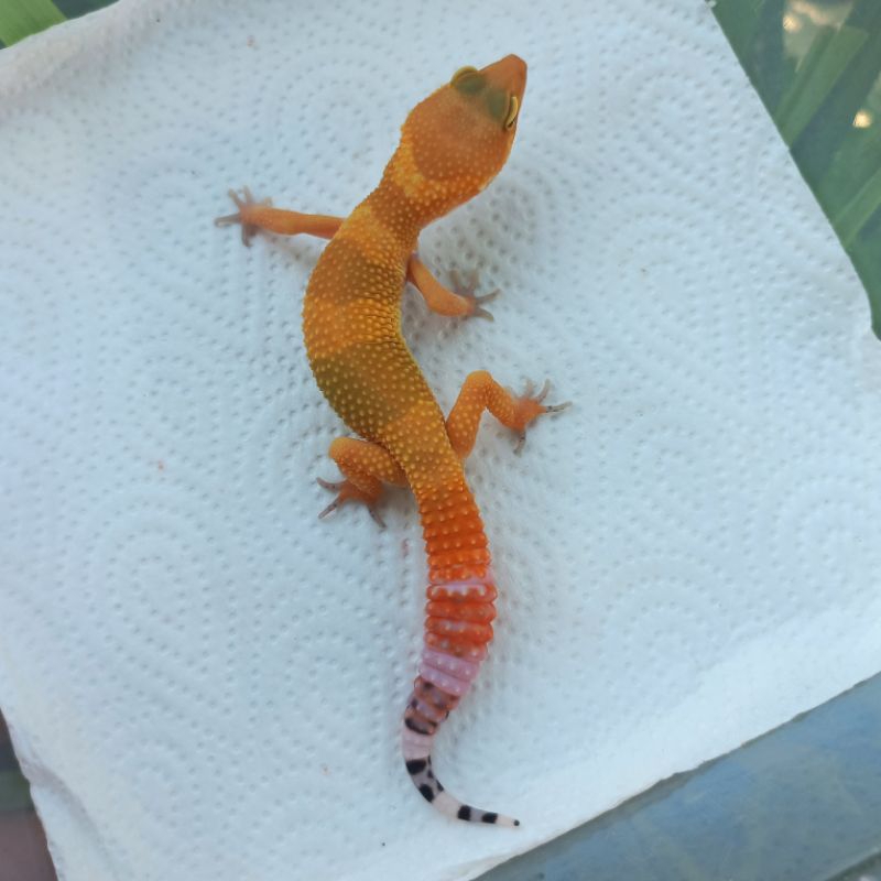 MAINAN GECKO SUPER HYPO EMERINE LINE