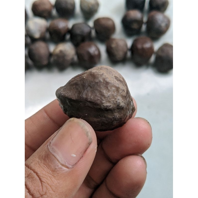 MUNCANG ADU MD/ MAYIT DEDI ORI