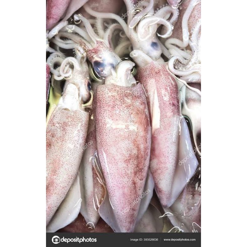 

Cumi-cumi besar segar fresh/ sotong besar segar fresh