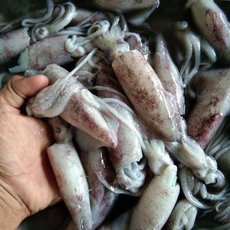 

Cumi-cumi sedang segar fresh/ sotong sedang segar fresh