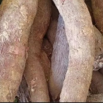 

SAYUR UBI KAYU SINGKONG MENTAH 1 KG