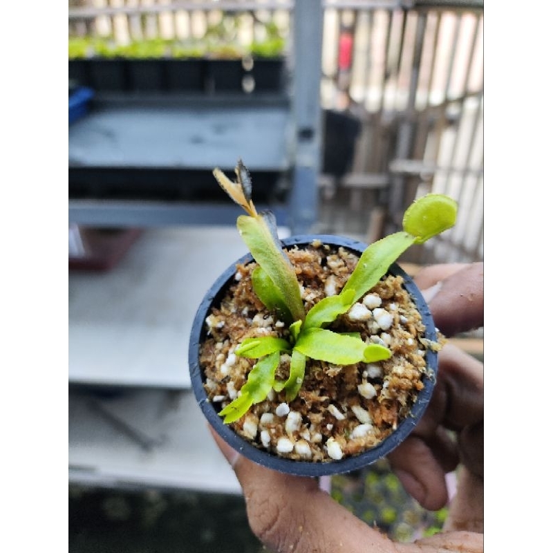 Dionaea Muscipula Microdent/Venus flytrap