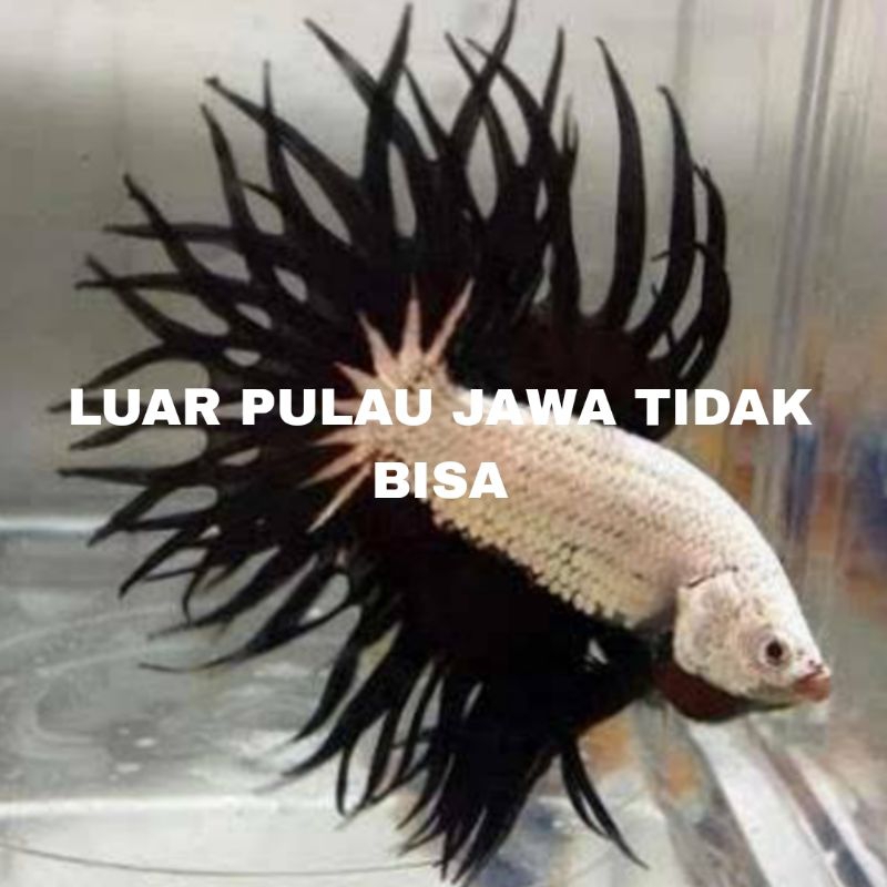 IKAN CUPANG CROWNTAIL TULUNGAGUNG isi 10
