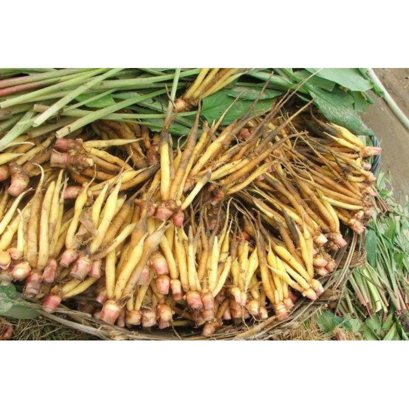 

jual umbi temu kunci fres 100g