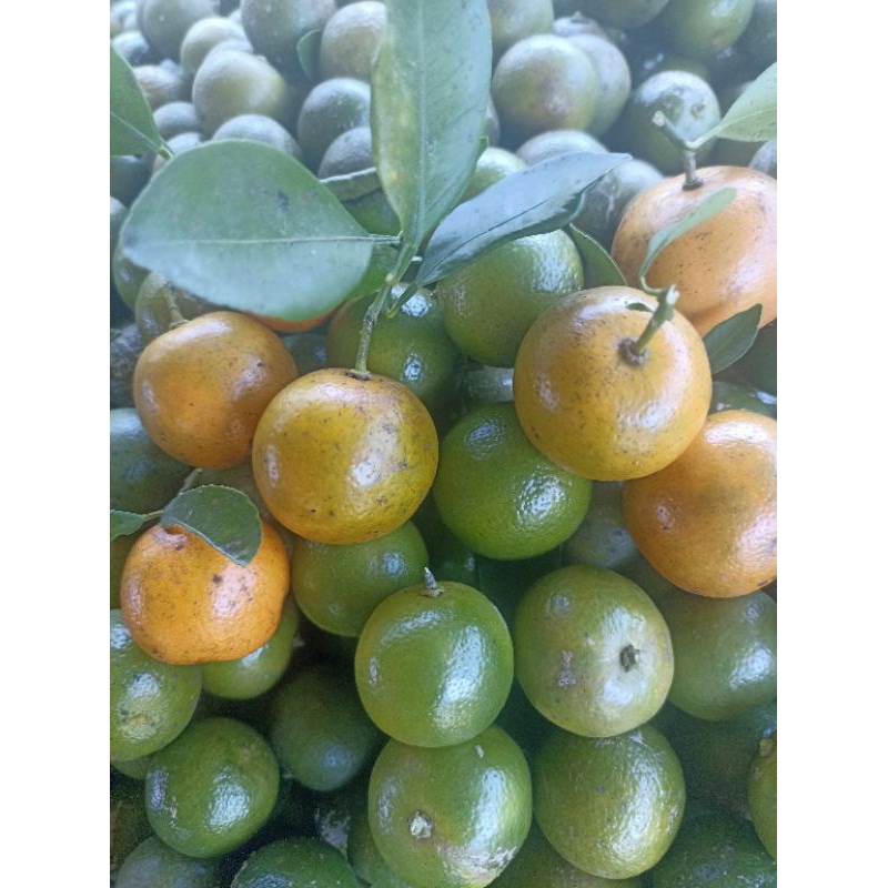 

2 KG JERUK SONKIT KUALITAS SUPER