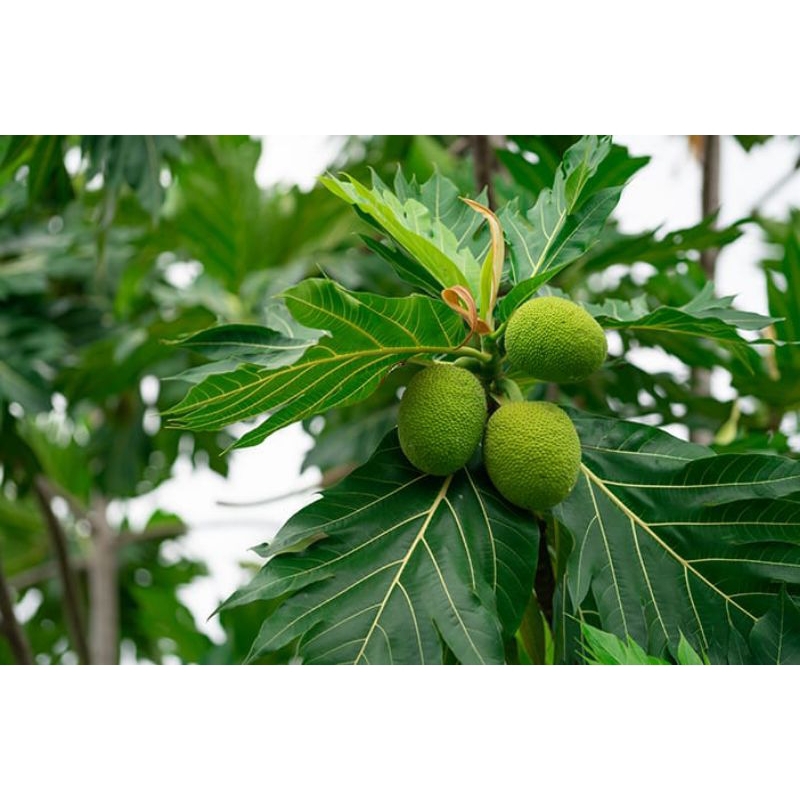 

jual daun sukun per 500 g fres baru petik